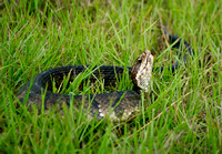 _IGP3943 - Water Moccasin - Cottonmouth