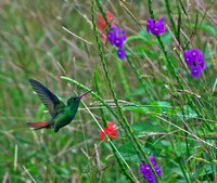 1. Rufous-tailed Hummingbird
