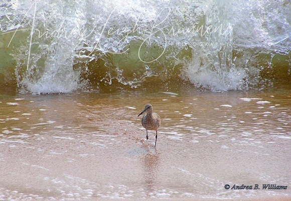 Willet and Waves