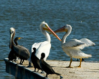 American White Pelicans, Brown Pelican, and Cormorants