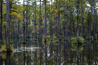 Swamps of the Lowcountry