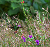1. Rufous-tailed Hummingbird 2