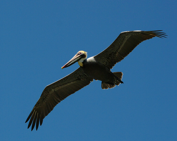 18. Brown Pelican