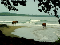 Horses of Cahuita
