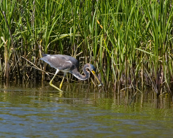 Tri-colored Heron with fish