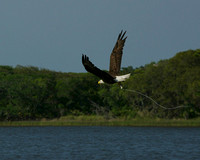 Eagle with Nesting Material