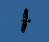 Juvenile Bald Eagle