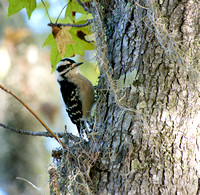 _IGP6252  - Downy Woodpecker