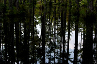 Forest Reflection