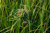 Marsh Wren Nest