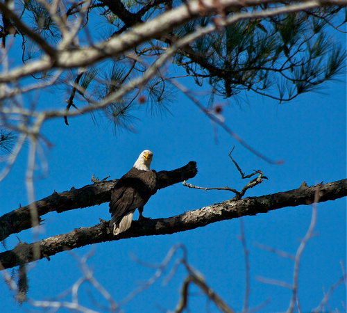 Bald Eagle at Bennett's Point