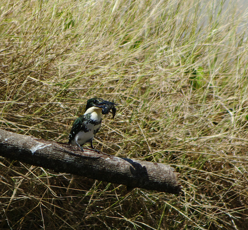 12. Green Kingfisher - female