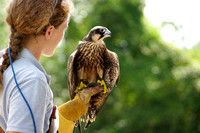 Juvenile Lanner Falcon