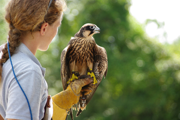 Juvenile Lanner Falcon