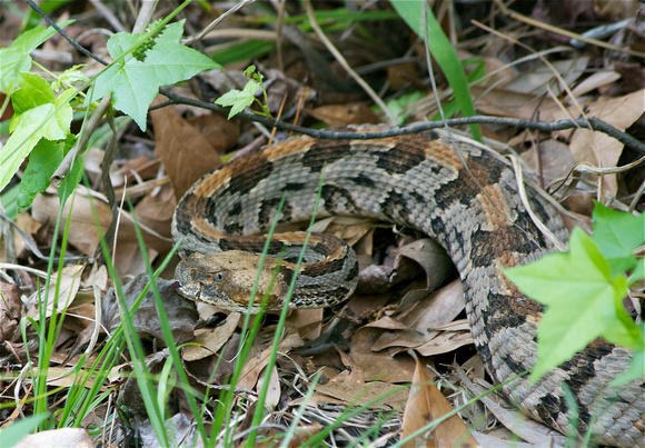 _IGP1140 - Timber Rattlesnake