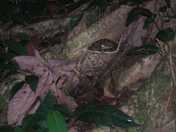 Can you find the extremely poisonous snake in this photo?