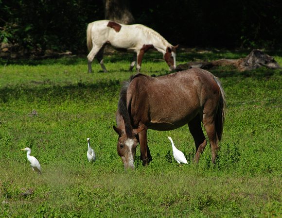 Horses of the Nicoya Peninsula, Costa Rica