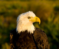 Bald Eagle at Sunrise