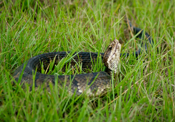 _IGP3943 - Water Moccasin - Cottonmouth