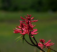 Cherokee Bean Flower