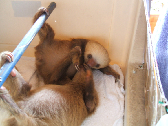Two-toed Sloth Baby
