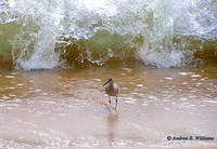 Willet and Waves