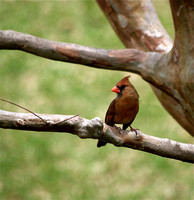 IMGP2214 - Northern Cardinal - Female