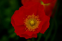 IMGP7116-Boone Hall Flower