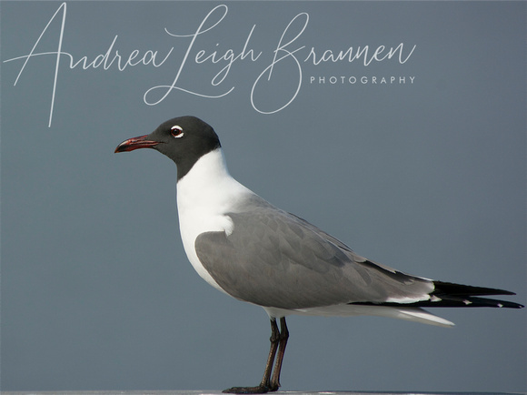 _IGP0250 - Laughing Gull