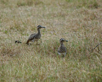 6. Double-striped Thick-knee