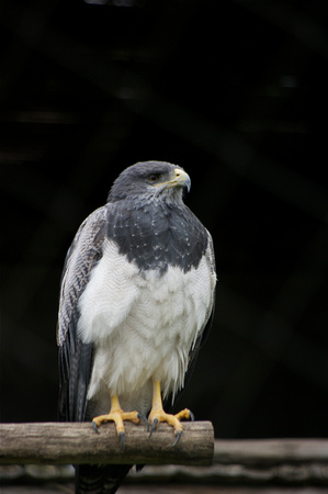 _IGP7949 - Black-chested Buzzard-Eagle