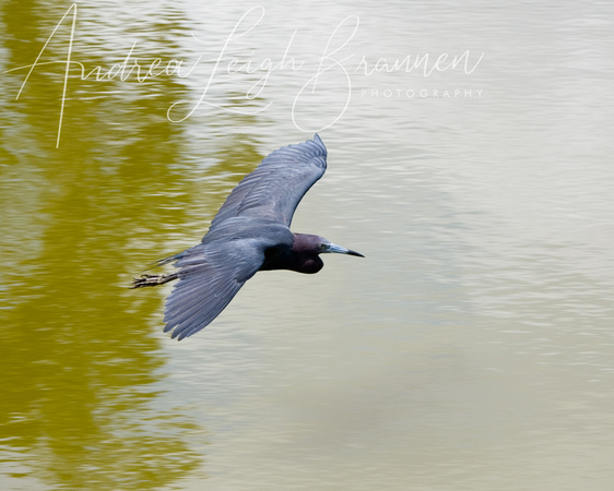 Little Blue Heron in Flight