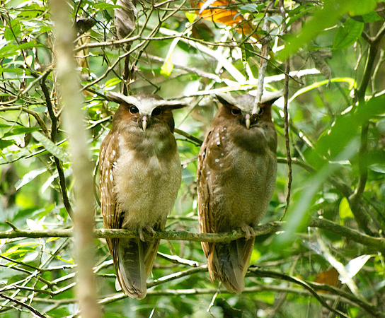 Crested Owl Pair - Sacha, Ecuador