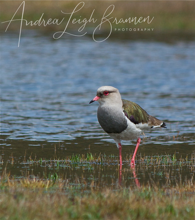 _IGP7663 - Andean Lapwing