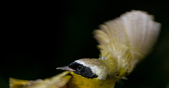 Common Yellowthroat - Warbler