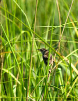 Southeastern Marsh Wren