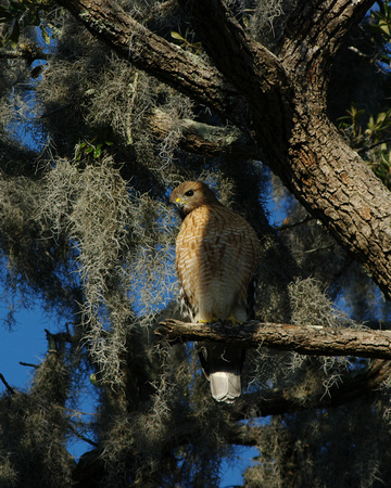 Red-shouldered Hawk with Spanish Moss
