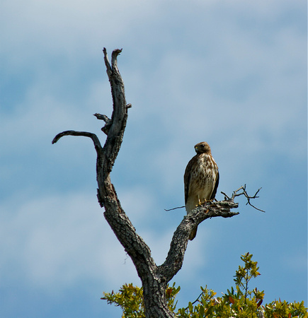 Red-shouldered Hawk - Juvenile