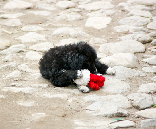 _IGP7907 - Ecuadorian Puppy