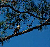 Bald Eagle at Bennett's Point
