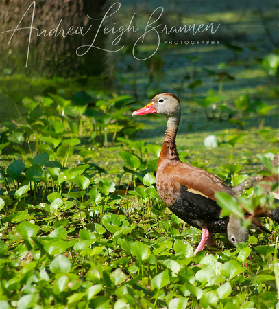 _IGP2146 Black-bellied Whistling Duck